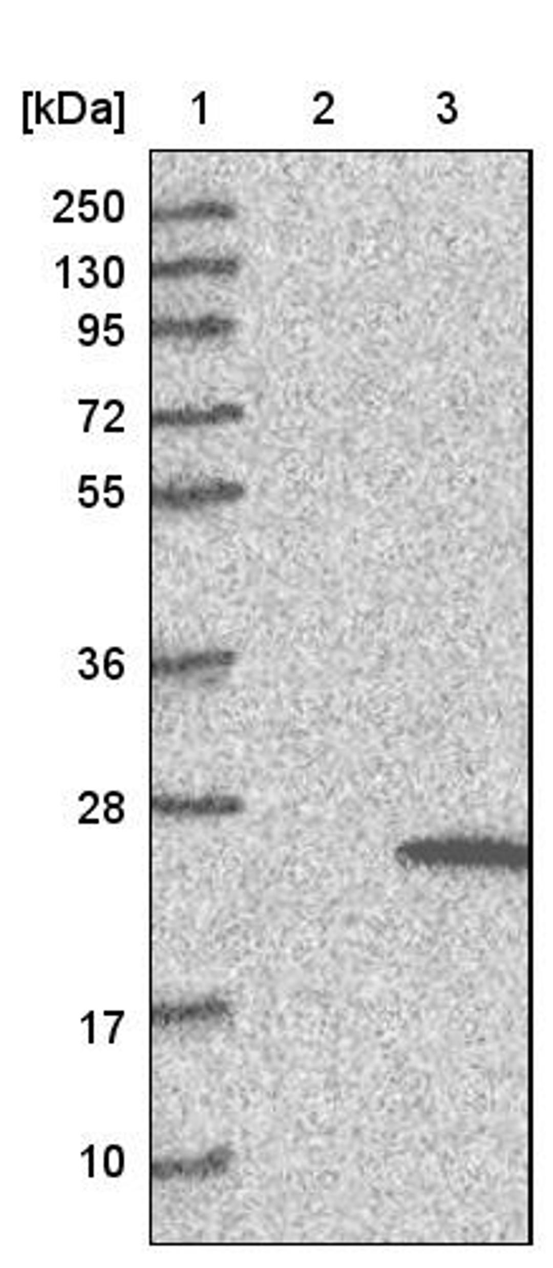 Western Blot: TMEM159 Antibody [NBP1-80877] - Lane 1: Marker [kDa] 250, 130, 95, 72, 55, 36, 28, 17, 10<br/>Lane 2: Negative control (vector only transfected HEK293T lysate)<br/>Lane 3: Over-expression lysate (Co-expressed with a C-terminal myc-DDK tag (~3.1 kDa) in mammalian HEK293T cells, LY412473)