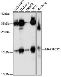 Western blot - MAP1LC3C antibody (A8295)