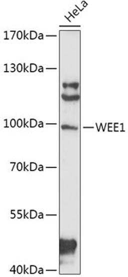 Western blot - WEE1 antibody (A16256)