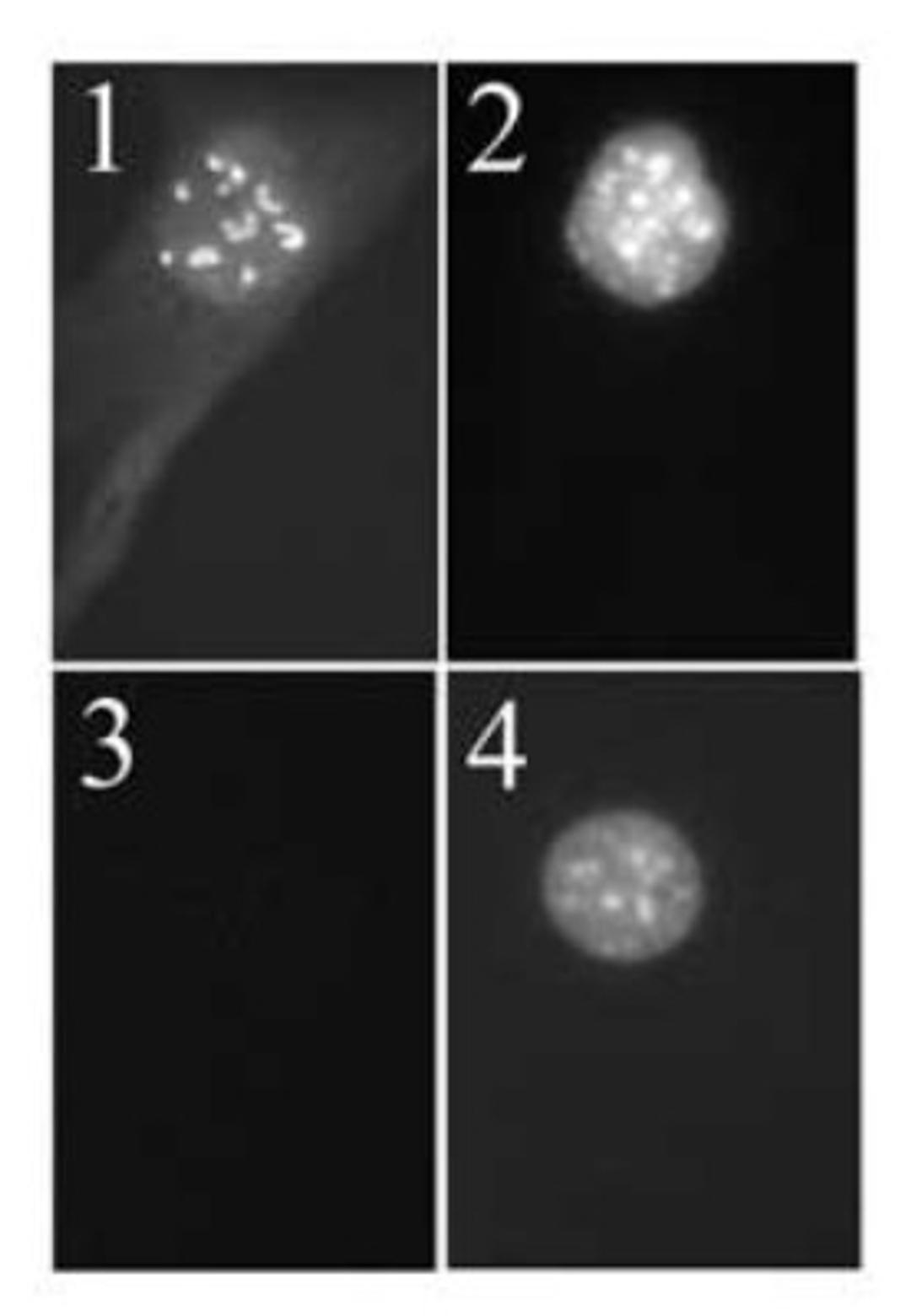 Immunocytochemistry/Immunofluorescence: p19ARF Antibody (5-C3-1) [NB200-174] - Immunofluorescent detection of p19Arf. Wild type mouse embryo fibroblasts (MEF) at passage 5 (panels 1, 2) and NIH3T3 cells, which have deleted the Arf gene (panels 3, 4) were probed with NB200-17.