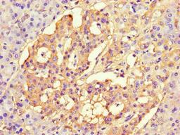 Immunohistochemistry of paraffin-embedded human pancreatic tissue using CSB-PA839803LA01HU at dilution of 1:100