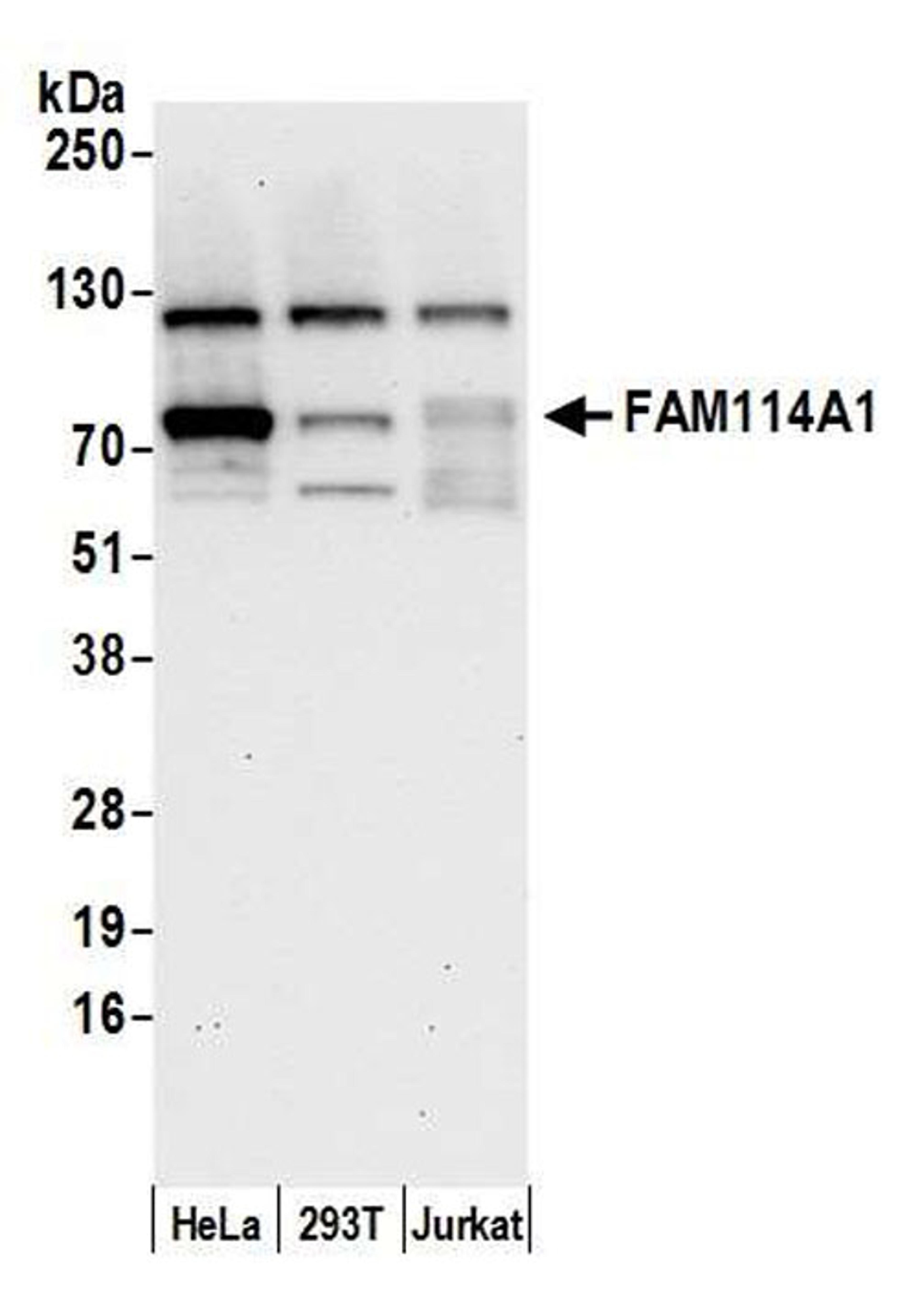 Detection of human FAM114A1 by WB.