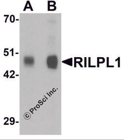 Western blot analysis of RILPL1 in rat cerebellum tissue lysate with RILPL1 antibody at (A) 0.5 and (B) 1 μg/mL.