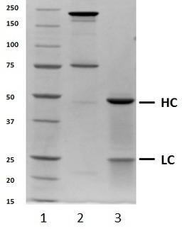 SDS-PAGE analysis of recombinant Human IgG4 lambda