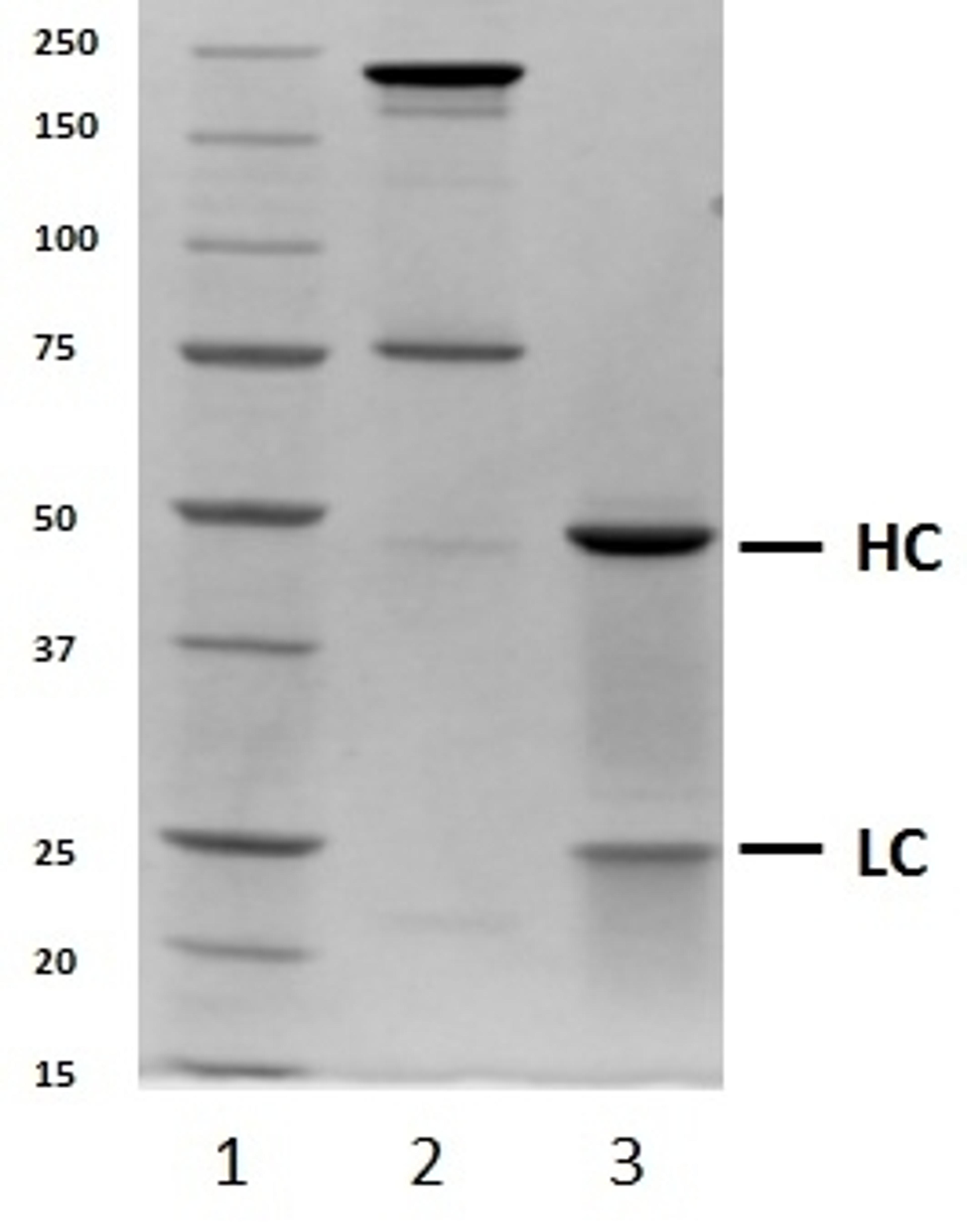 SDS-PAGE analysis of recombinant Human IgG4 lambda
