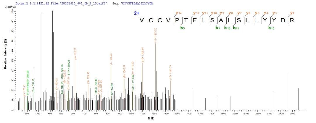Based on the SEQUEST from database of E.coli host and target protein, the LC-MS/MS Analysis result of CSB-EP002746MO could indicate that this peptide derived from E.coli-expressed Mus musculus (Mouse) Bmp8b.