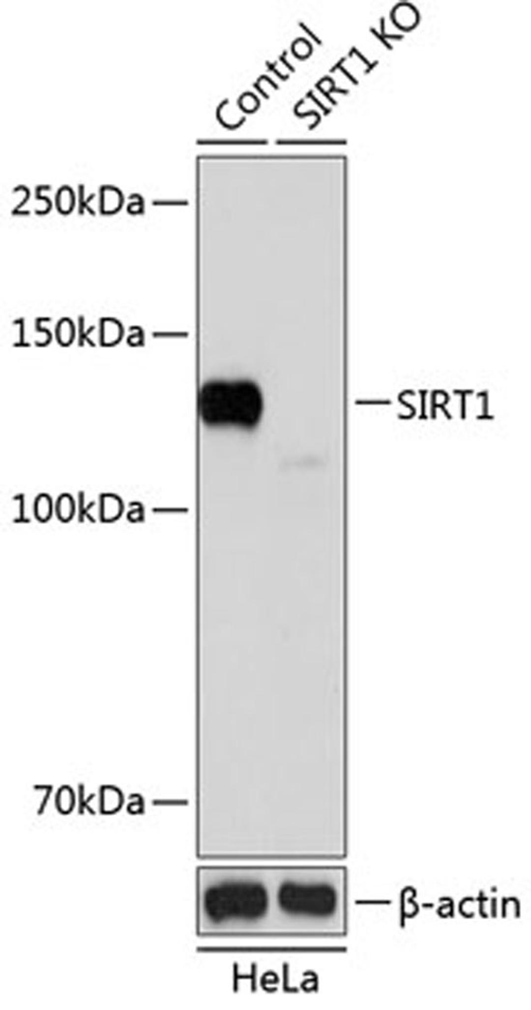 Western blot - SIRT1 antibody (A19667)