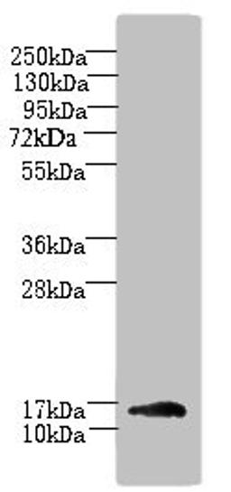 Western blot. All lanes: TRAPPC2L antibody at 5ug/ml + Mouse kidney tissue. Secondary. Goat polyclonal to rabbit IgG at 1/10000 dilution. Predicted band size: 16 kDa. Observed band size: 16 kDa. 