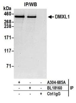 Detection of human DMXL1 by western blot of immunoprecipitates.