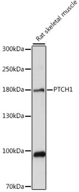 Western blot - PTCH1 antibody (A14772)