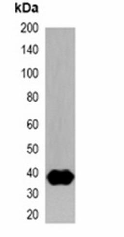 Western blot analysis of 293T cell lysate using Strep-tag antibody