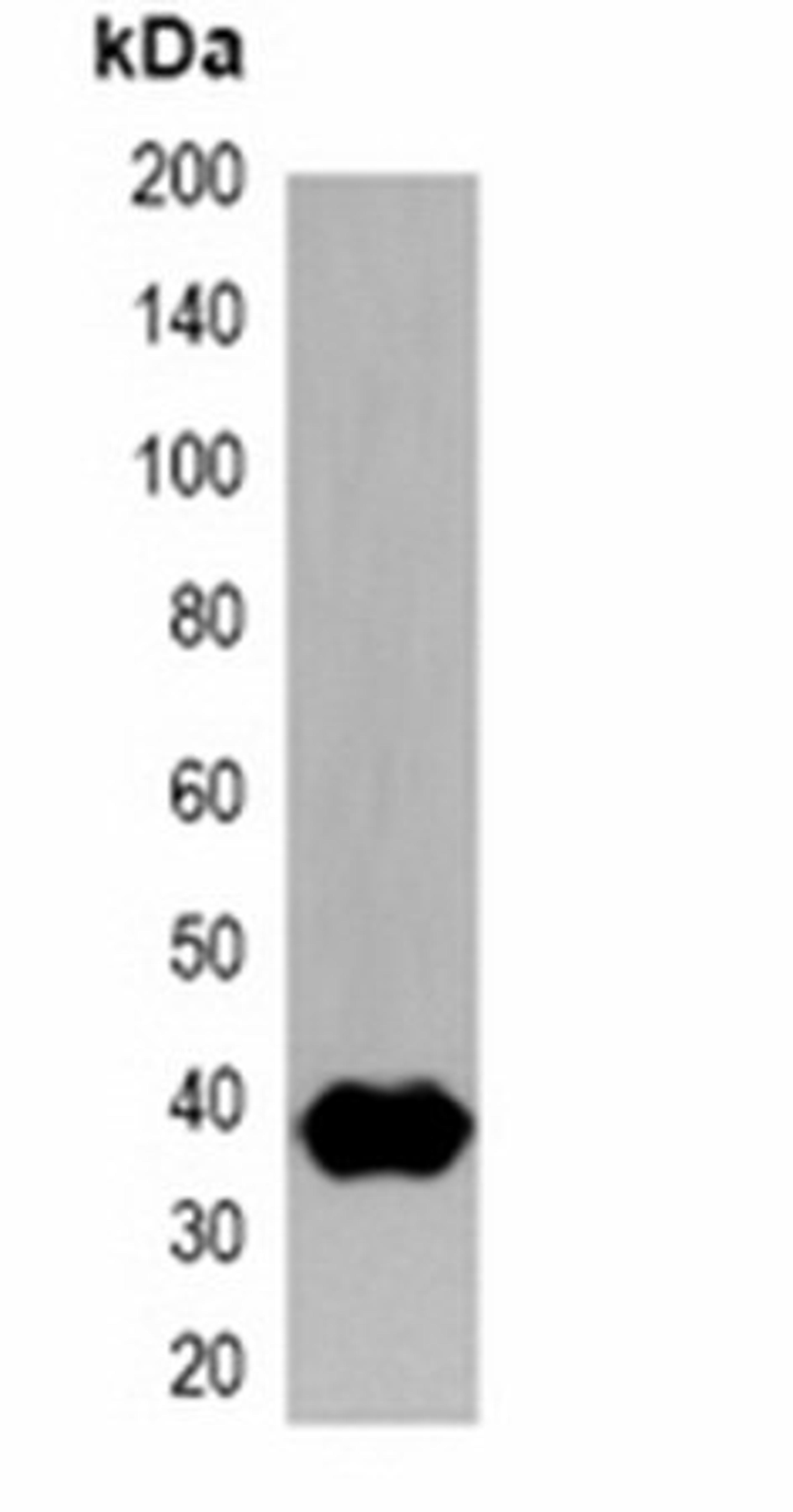 Western blot analysis of 293T cell lysate using Strep-tag antibody