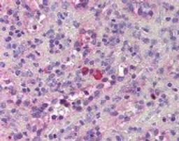 Immunohistochemistry staining of Thrombopoietin in spleen tissue using Thrombopoietin Antibody.