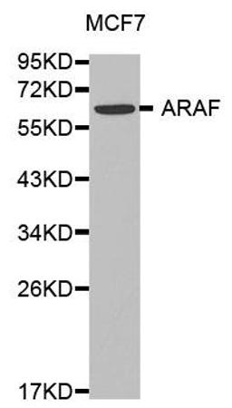 Western blot analysis of extracts of MCF7 cell lines using A-Raf antibody