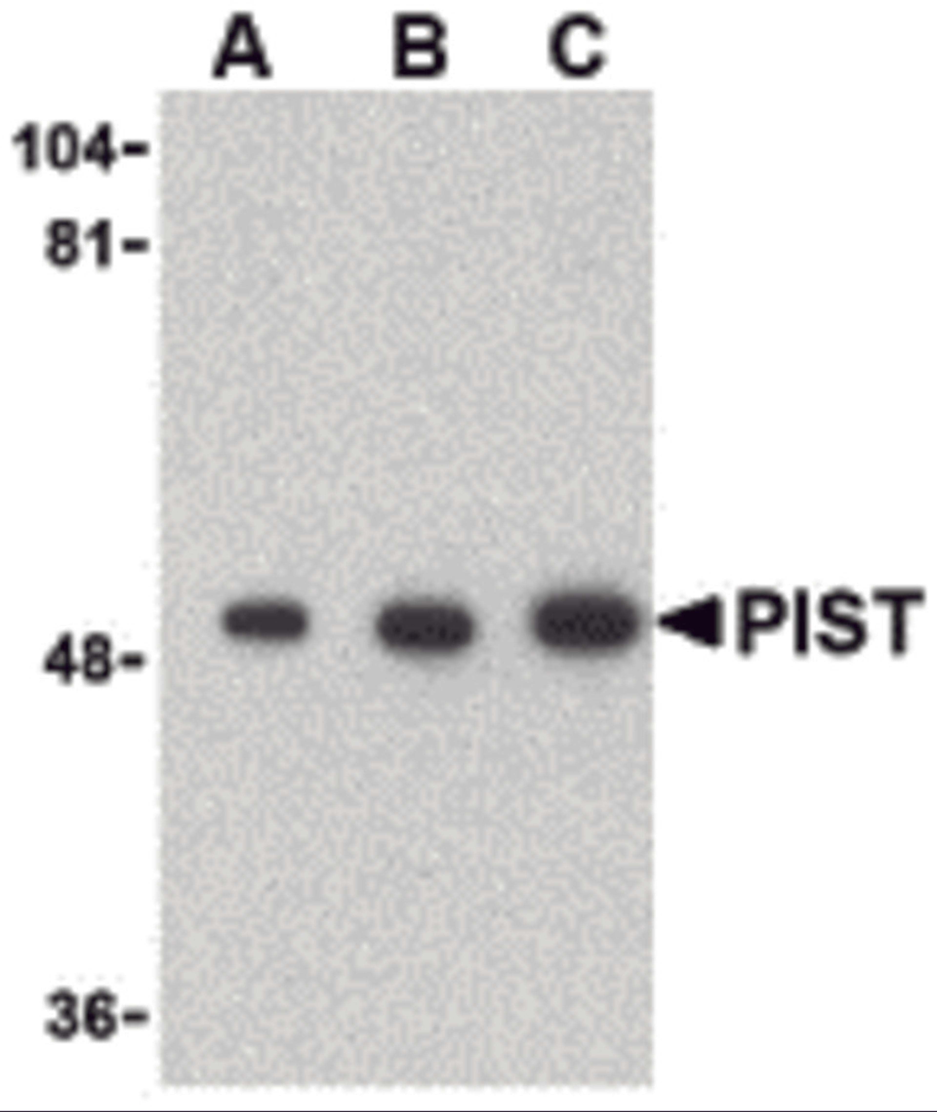 Western blot analysis of PIST in rat colon cell lysate with PIST antibody at (A) 1, (B) 2 and (C) 4 &#956;g/mL. 