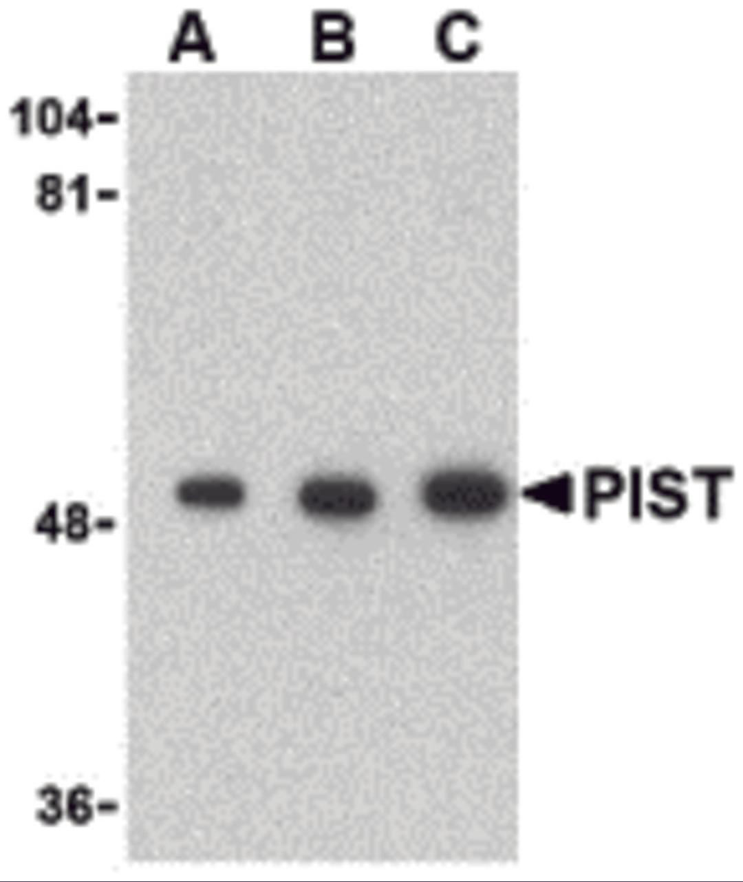 Western blot analysis of PIST in rat colon cell lysate with PIST antibody at (A) 1, (B) 2 and (C) 4 μg/mL.