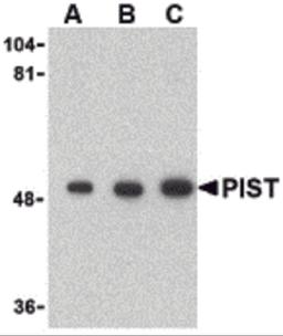 Western blot analysis of PIST in rat colon cell lysate with PIST antibody at (A) 1, (B) 2 and (C) 4 μg/mL.