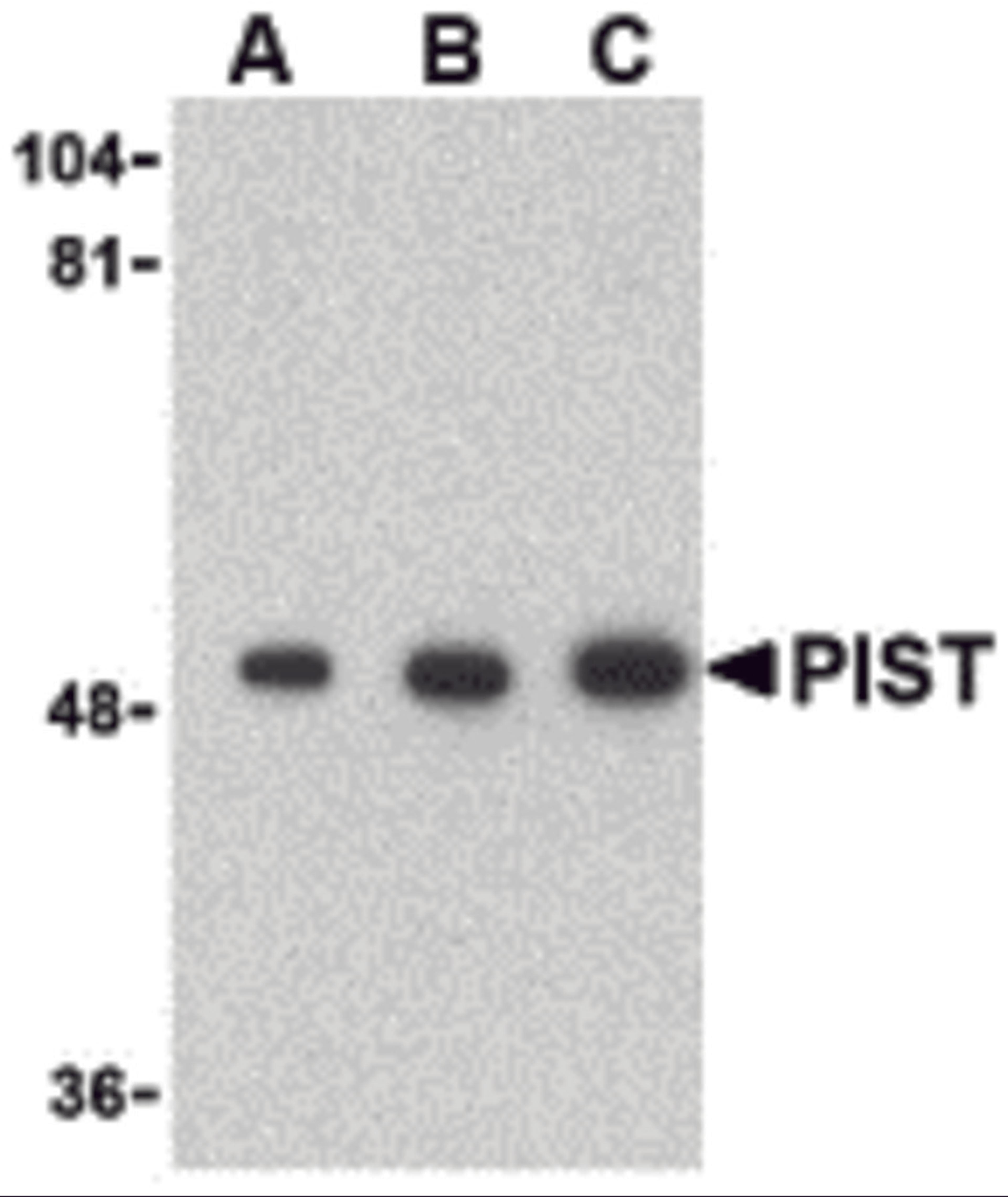 Western blot analysis of PIST in rat colon cell lysate with PIST antibody at (A) 1, (B) 2 and (C) 4 μg/mL.