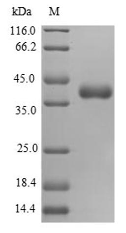 (Tris-Glycine gel) Discontinuous SDS-PAGE (reduced) with 5% enrichment gel and 15% separation gel.