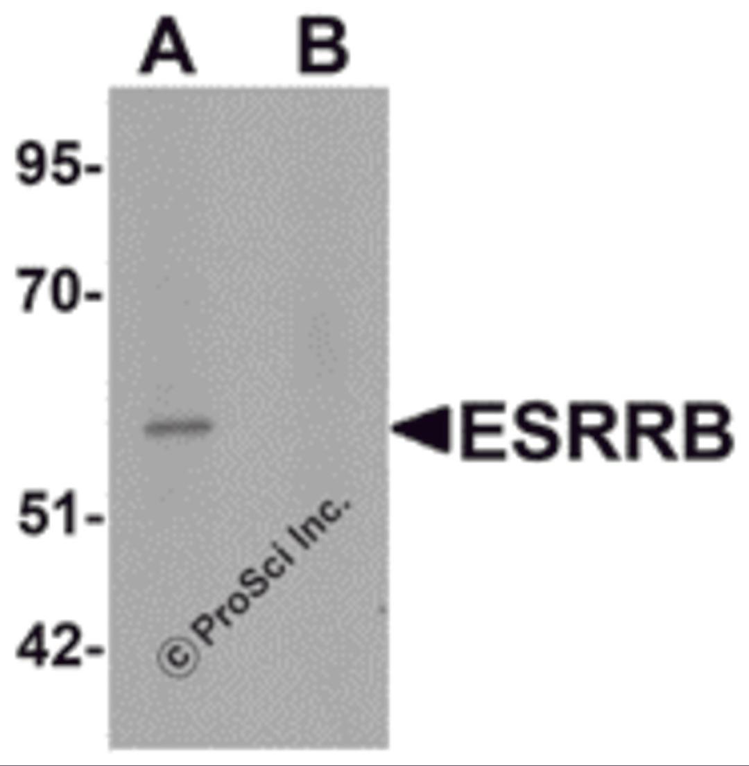 Western blot analysis of ESRRB in human heart tissue lysate with ESRRB antibody at 1 μg/mL in (A) the absence and (B) the presence of blocking peptide.