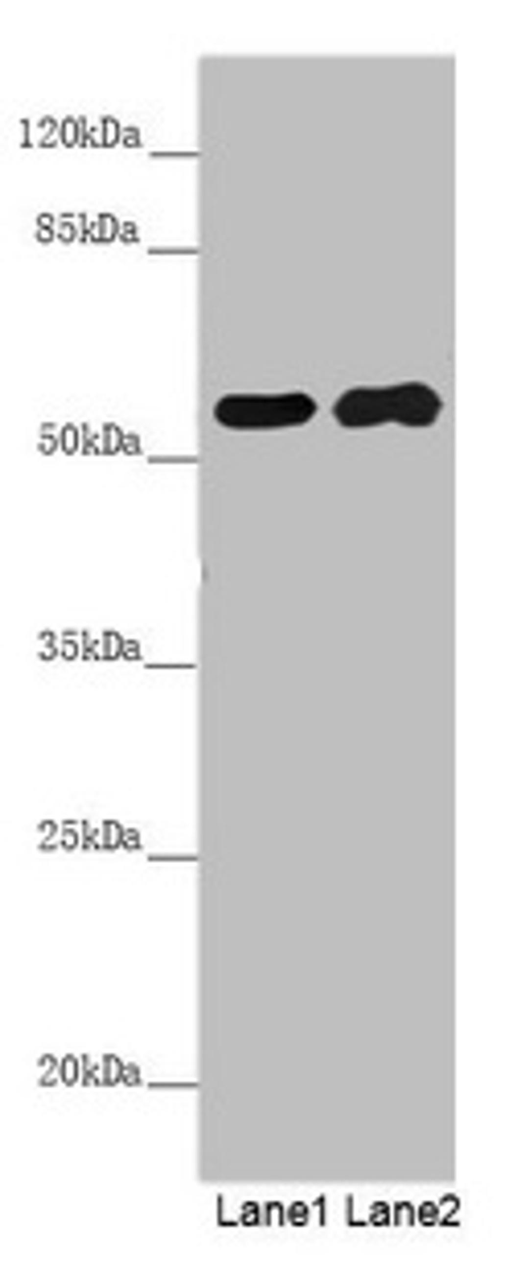 Western blot. All lanes: PACSIN2 antibody at 5.29µg/ml. Lane 1: Hela whole cell lysate. Lane 2: HepG2 whole cell lysate. Secondary. Goat polyclonal to rabbit IgG at 1/10000 dilution. Predicted band size: 56, 52 kDa. Observed band size: 56 kDa