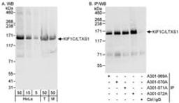 Detection of human and mouse KIF1C/LTXS1 by western blot (h&m) and immunoprecipitation (h).