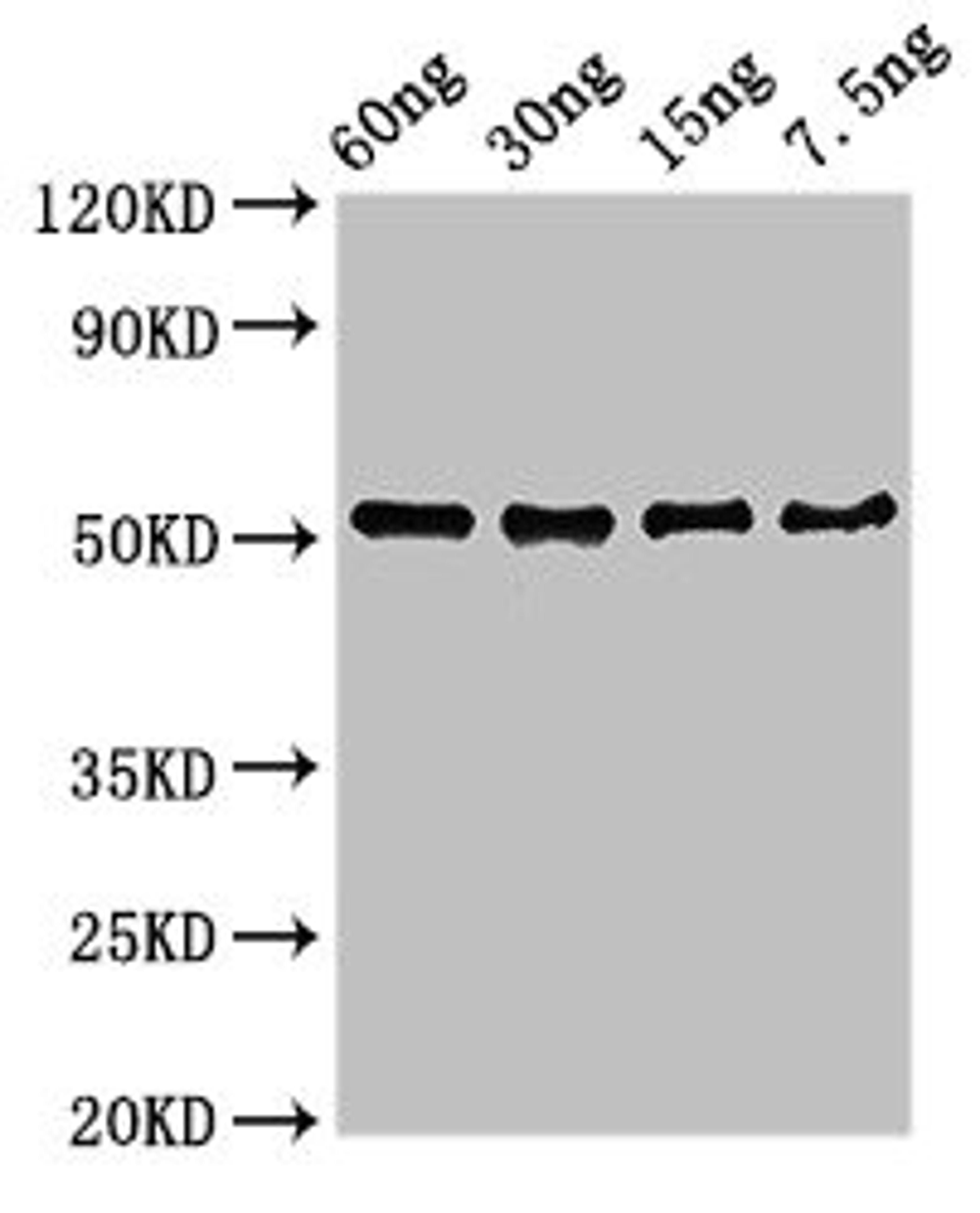 Western Blot. Positive WB detected in Recombinant protein. All lanes: D8L antibody at 3µg/ml. Secondary. Goat polyclonal to rabbit IgG at 1/50000 dilution. Predicted band size: 52 kDa. Observed band size: 52 kDa