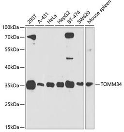 Western blot - TOMM34 antibody (A4467)