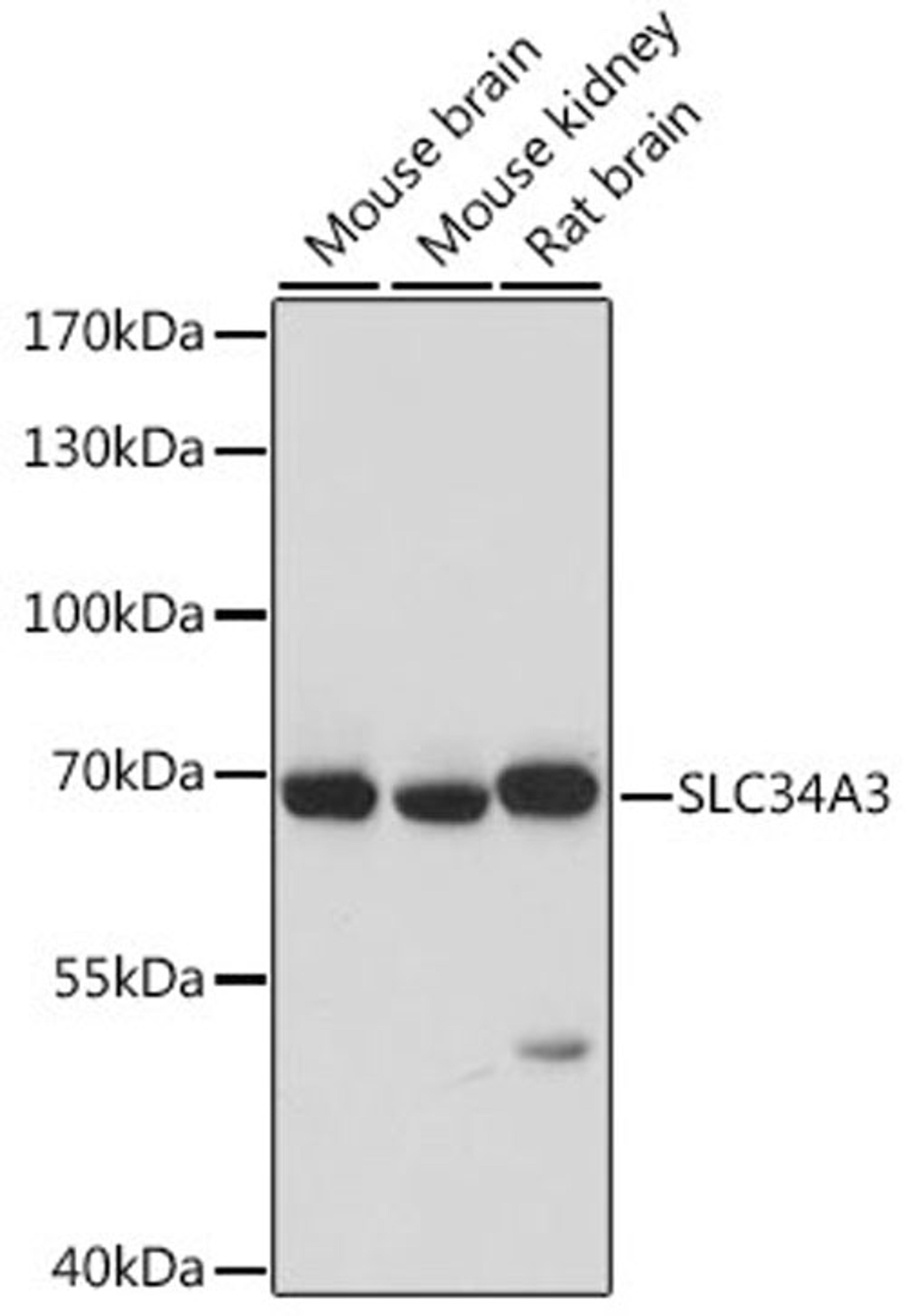 Western blot - SLC34A3 antibody (A16168)