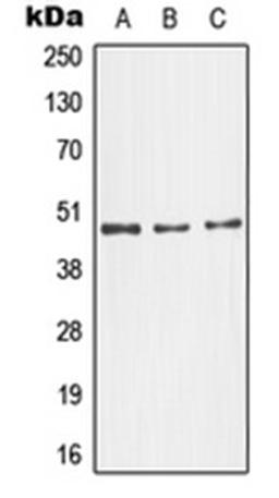 Western blot analysis of NIH3T3 (Lane 1), SKNSH (Lane 2), HeLa (Lane 3) whole cell lysates using MAPK10 antibody