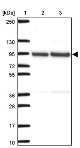 Western Blot: RNA polymerase I termination factor Antibody [NBP2-38740] - Lane 1: Marker [kDa] 250, 130, 95, 72, 55, 36, 28, 17, 10<br/>Lane 2: RT-4<br/>Lane 3: U-251 MG