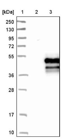 Western Blot: PSKH2 Antibody [NBP1-86459] - Lane 1: Marker [kDa] 250, 130, 95, 72, 55, 36, 28, 17, 10<br/>Lane 2: Negative control (vector only transfected HEK293T lysate)<br/>Lane 3: Over-expression lysate (Co-expressed with a C-terminal myc-DDK tag (~3.1 kDa) in mammalian HEK293T cells, LY409731)