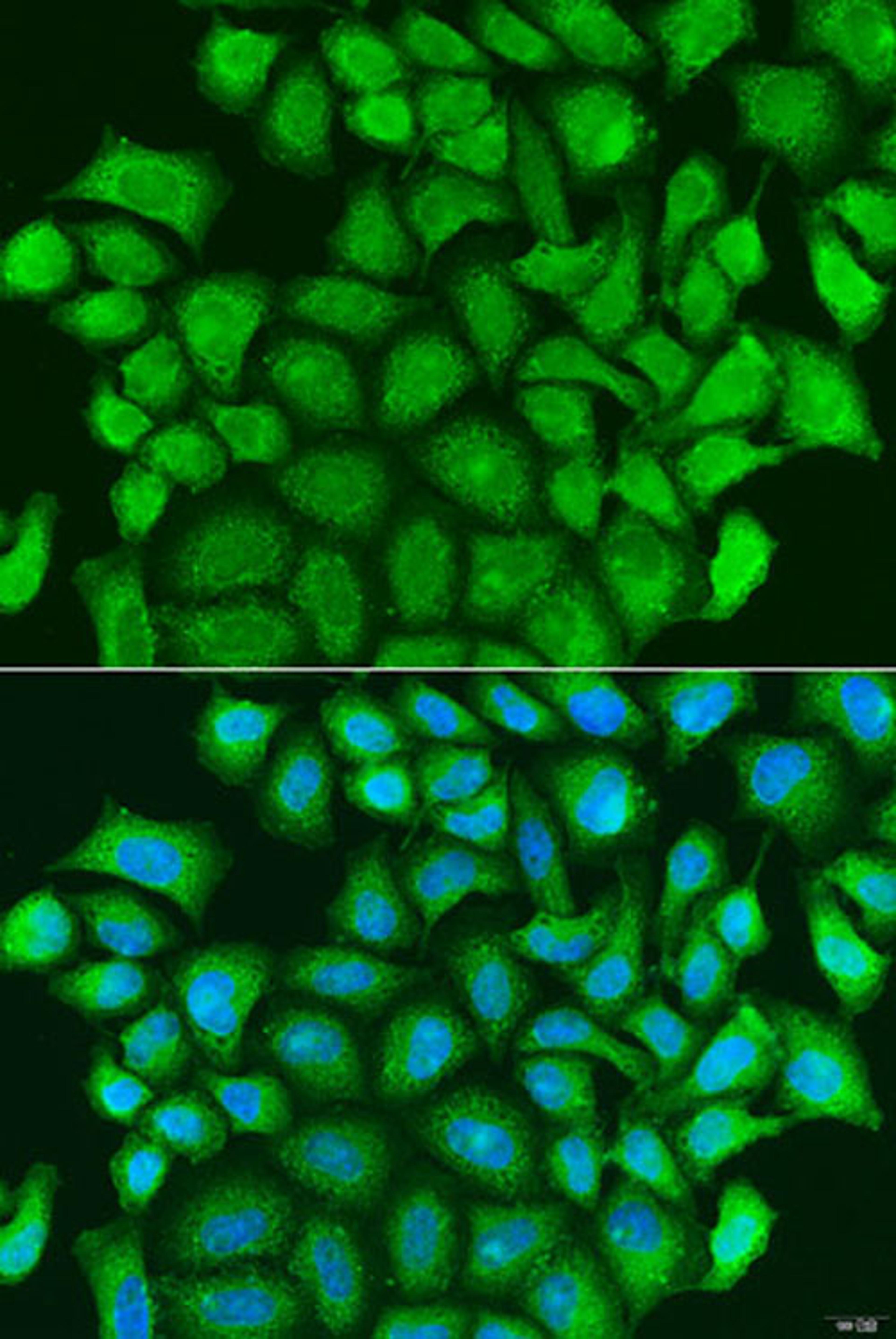 Immunofluorescence - TRAF3 antibody (A15106)