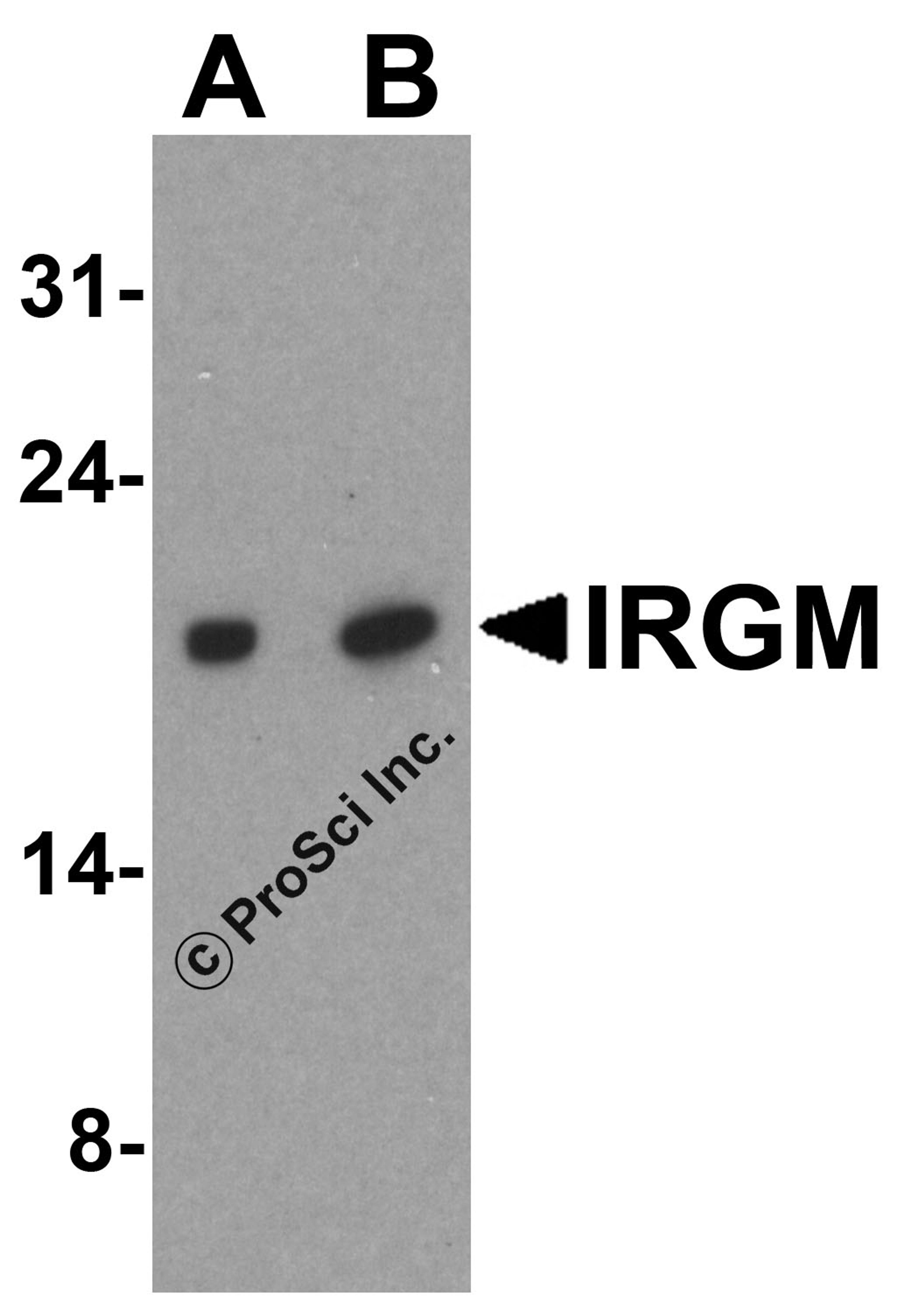 Western blot analysis of IRGM expression in SK-N-SH cell lysate with IRGM antibody at (A) 1 and (B) 2 μg/ml.