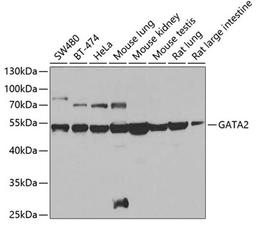 Western blot - GATA2 antibody (A0677)