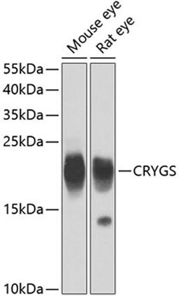 Western blot - CRYGS antibody (A7888)