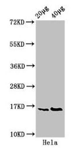 Western Blot. Positive WB detected in: Hela whole cell lysate. All lanes: HIST1H3A antibody at 0.4µg/ml. Secondary. Goat polyclonal to rabbit IgG at 1/50000 dilution. Predicted band size: 16 kDa. Observed band size: 16 kDa