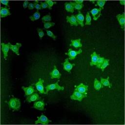 Immunocytochemistry/Immunofluorescence: LAP1 Antibody (RL13) [NB120-2737] - Analysis of LAP1 using anti-LAP1 monoclonal antibody shows staining in NS-1 Cells.