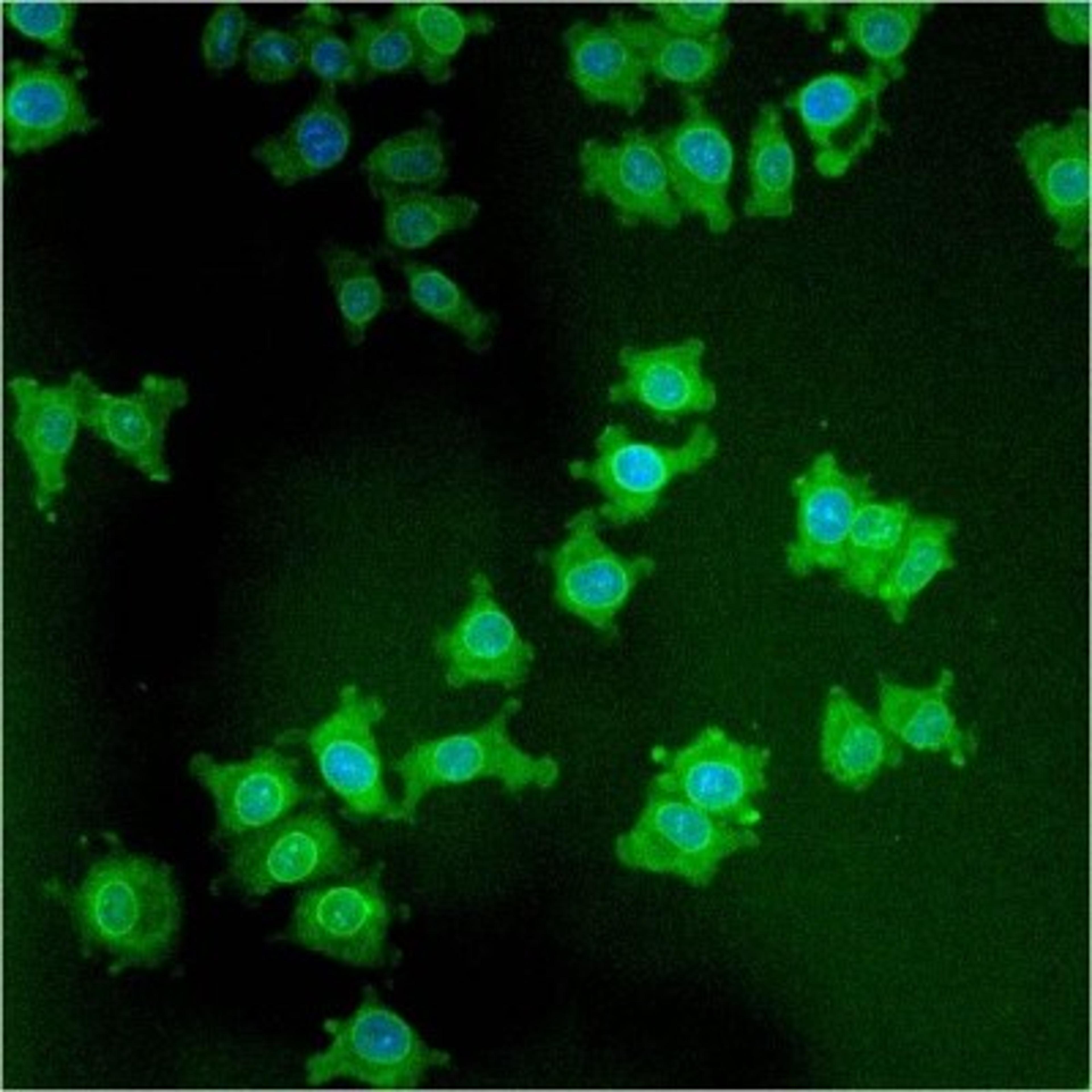 Immunocytochemistry/Immunofluorescence: LAP1 Antibody (RL13) [NB120-2737] - Analysis of LAP1 using anti-LAP1 monoclonal antibody shows staining in NS-1 Cells.