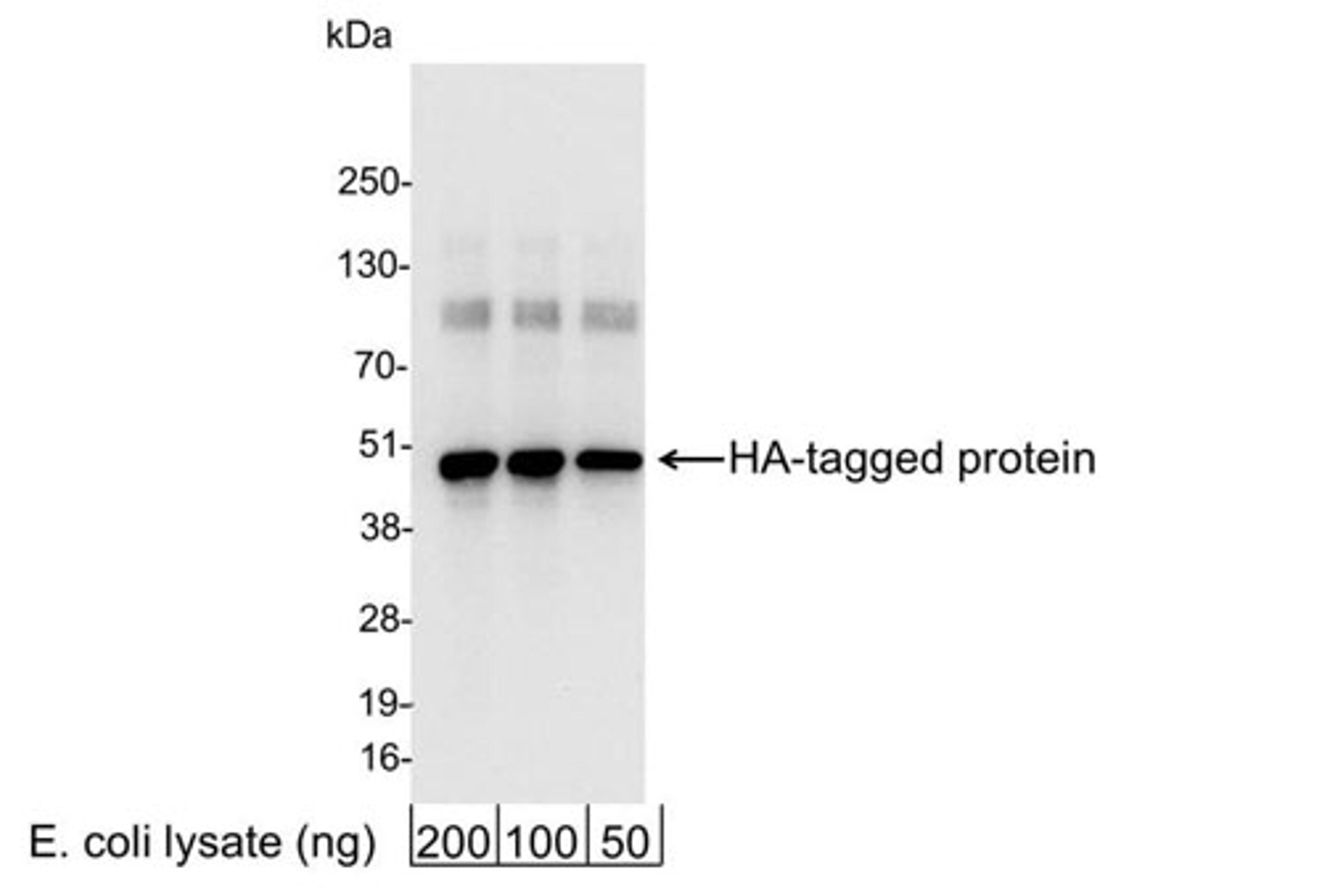 Detection of HA-tagged Protein by WB.