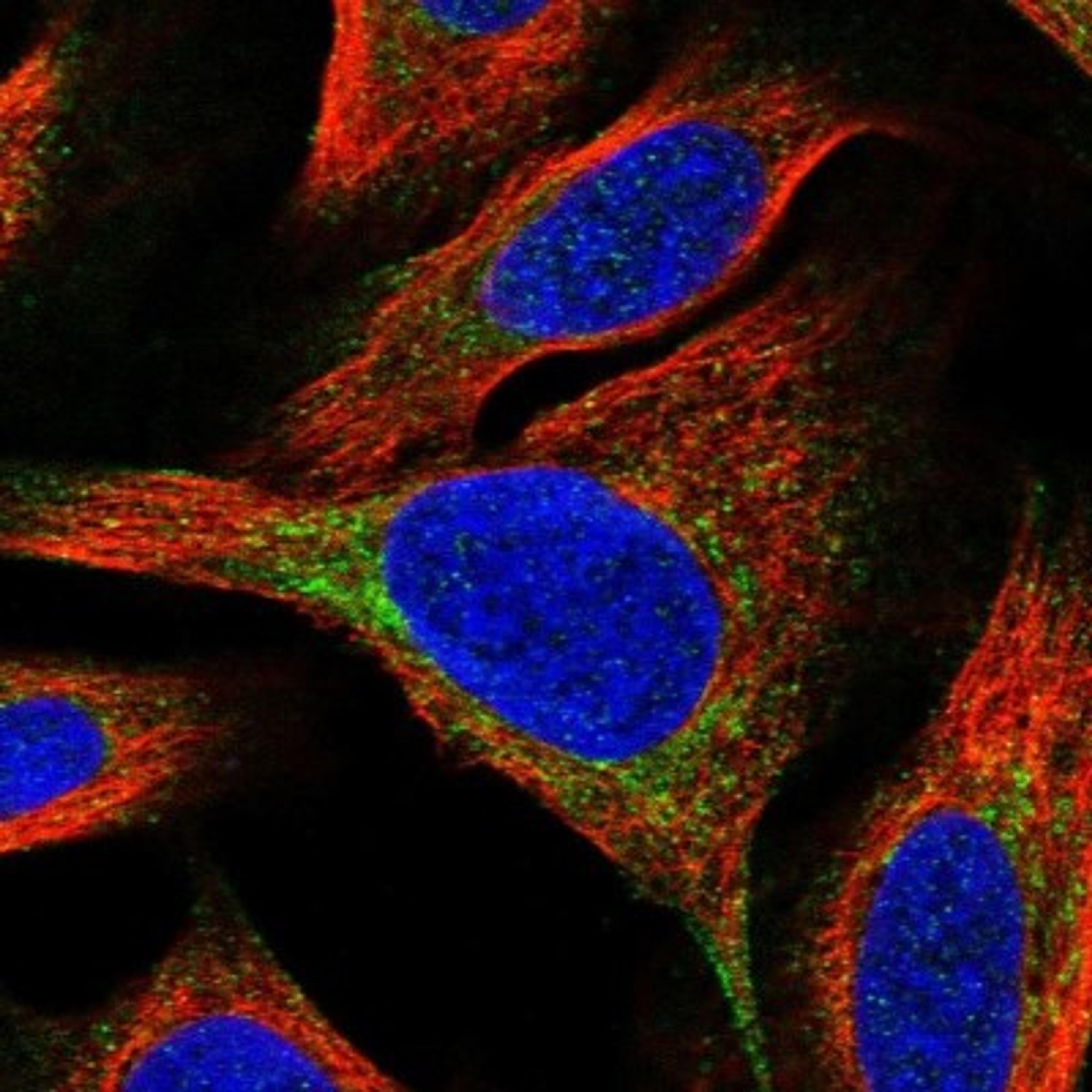 Immunocytochemistry/Immunofluorescence: MRPS10 Antibody [NBP1-83847] - Staining of human cell line U-2 OS shows positivity in mitochondria & cytoskeleton (actin filaments).