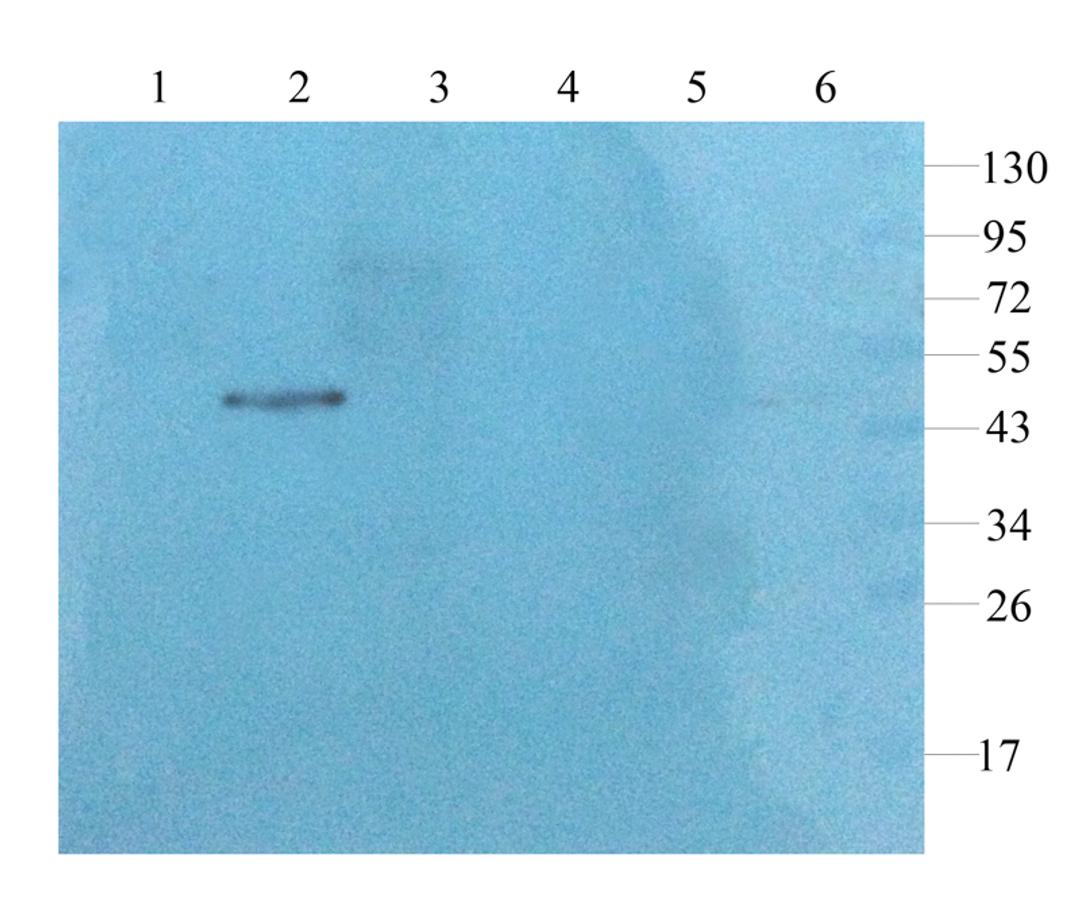 WB analysis of rat brain (lane 1), rat spinal cord (lane 2), rat lung (lane 3), mouse pancreas (lane 4), rat liver (lane 5), U251 cells (lane 6) using GFAP antibody (1 ug/ml)