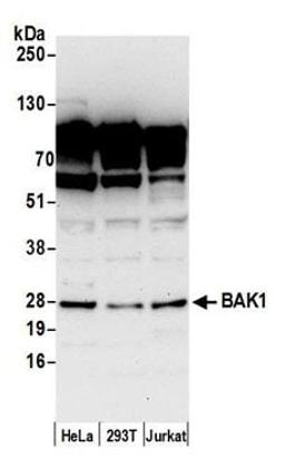 Detection of human BAK1 by western blot.