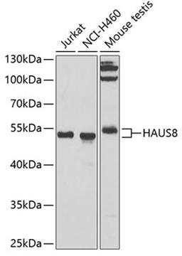 Western blot - HAUS8 antibody (A7847)