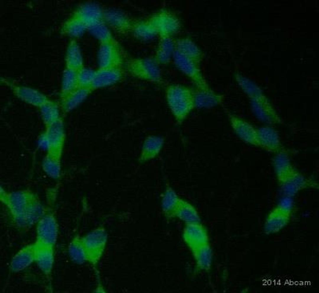 Immunocytochemistry: Complement Component C1qA Antibody (7H8) [NB200-539] - staining C1q (green) in human SHSY5Y cells by ICC/IF (Immunocytochemistry/immunofluorescence).