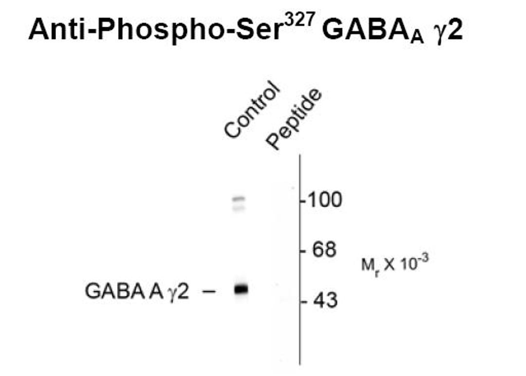 Western blot of rat cortex showing specific immunolabeling of the ~45k GABAA ? 2 protein phosphorylated at Ser327 (control). Immunolabeling is blocked by the phospho-peptide (peptide) used as antigen but not by the corresponding dephosphopeptide (not show