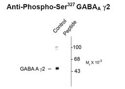 Western blot of rat cortex showing specific immunolabeling of the ~45k GABAA ? 2 protein phosphorylated at Ser327 (control). Immunolabeling is blocked by the phospho-peptide (peptide) used as antigen but not by the corresponding dephosphopeptide (not show