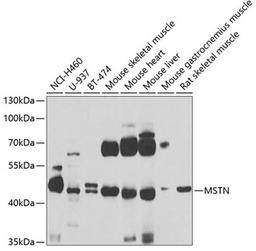 Western blot - MSTN antibody (A6913)