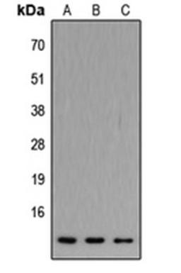 Western blot analysis of HEK293T (Lane 1), Raw264.7 (Lane 2), H9C2 (Lane 3) whole cell lysates using ATP5JL antibody