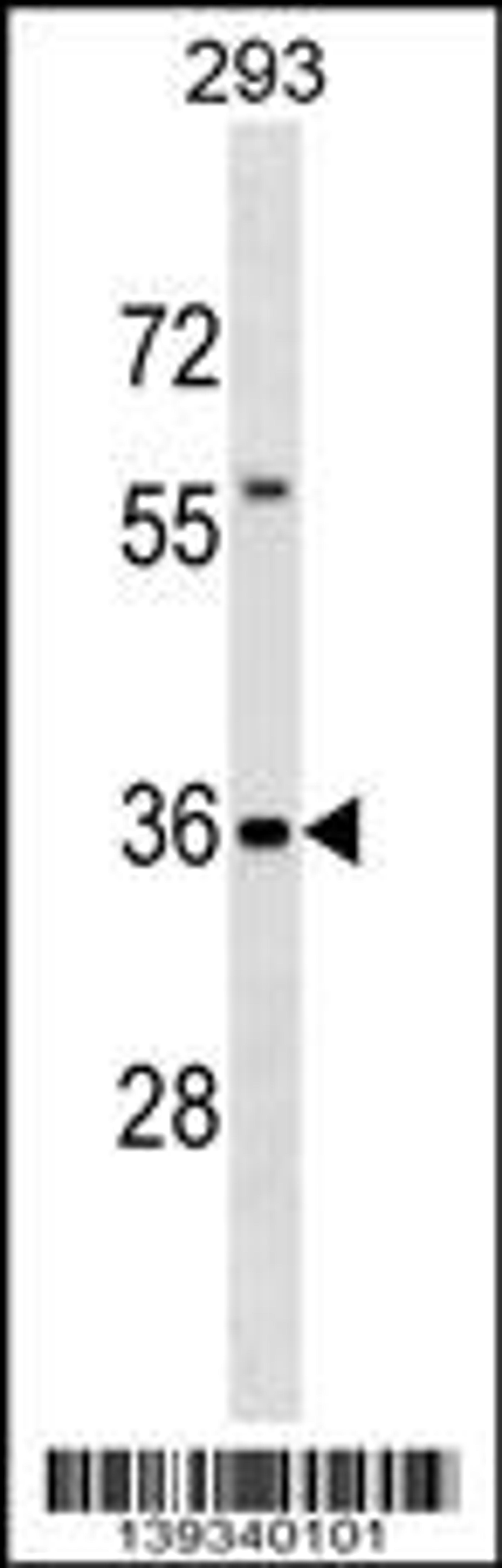 Western blot analysis in 293 cell line lysates (35ug/lane).